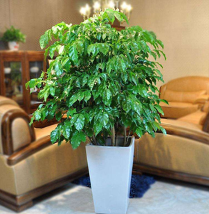 綠植租擺的好處有哪些呢？