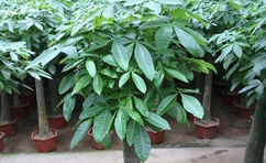 綠植室內最好養的是哪幾種？